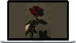 Ethereal Path – Love & Connection Readings – Choose Your Spread